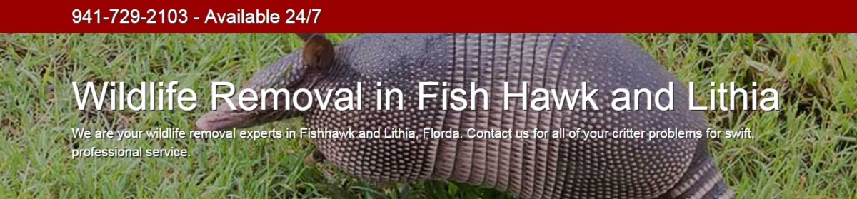 Wildlife Removal for Fishhawk in Lithia Florida Blog